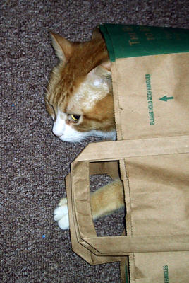 Tucker in the Bag