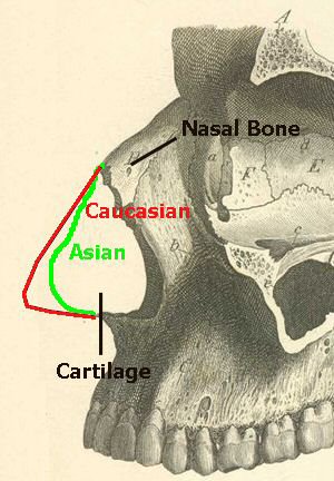 Figure 1: The Nose