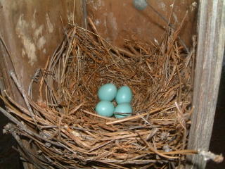 Picture of the eggs I took after they were first laid in mid-June