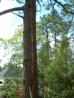 Second side of tree, the naked stripe goes down to right above where the wheelbarrow was leaning.