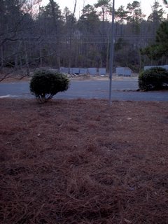 This is what the same area looked like after we were done and put the pinestraw back down. It was getting dark so the photo is not as clear as I would like.
