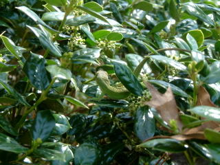 Green Anole in the middle eating insects as they land on the flowers, and boy was he busy.