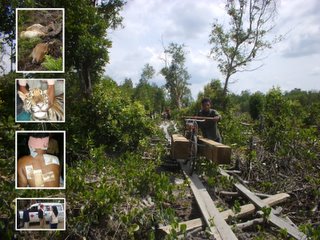 Program Konservasi Harimau Sumatera