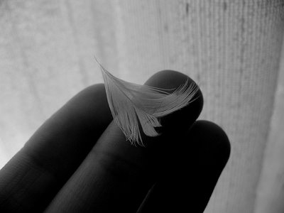 Fotografía de Alba Rodríguez Menéndez, titulada Fragility soul.