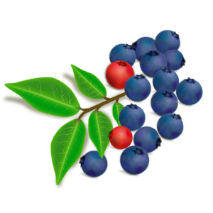 learn how to create a blueberry in photoshop with this tutorial