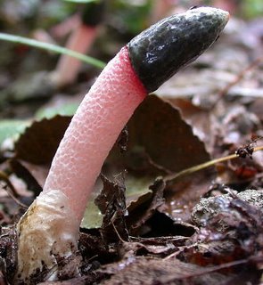 Dog stinkhorn