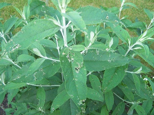 What is Eating My Butterfly Bush Leaves?