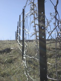 selby's fenceline