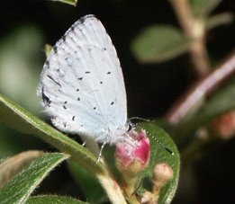 Holly Blue butterfly