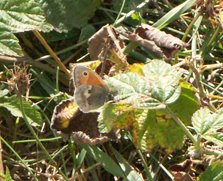 Small Heath butterfly