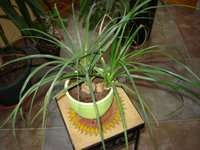 Ponytail Palm