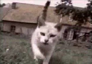 video mascotas gatos