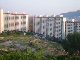 Apartments and farmland in the middle of the city