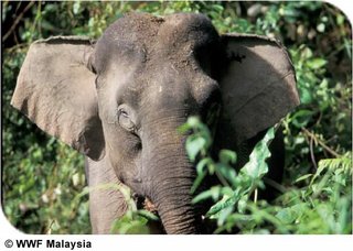 Ada Gajah Di Kalimantan