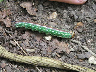 Big green caterpillar & G's finger