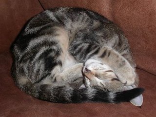 curled-up-kitten.jpg