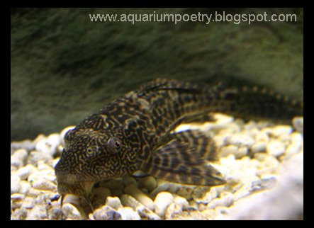 What are some freshwater algae eaters?