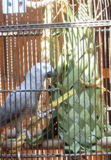 African gray playing with woven palm fronds. Parrots, especially my Philippine hanger, love these toys.