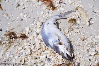 Gross, dead fish; ©2006 Photography by Troy Thomas