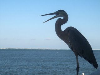 Great Blue Heron; Pier at Fort Myers Beach, Florida; Photography by Troy Thomas