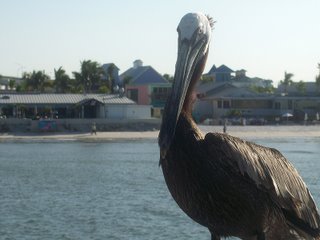 Brown Pelican; Pier at Fort Myers Beach, Florida; Photography by Troy Thomas