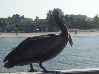 Brown Pelican; Pier at Fort Myers Beach, Florida; Photography by Troy Thomas