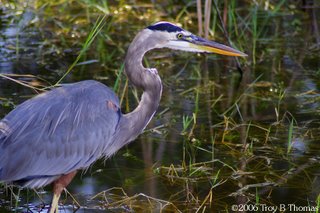 Heron; Lakes Park in Fort Myers, Florida; Photography by Troy Thomas