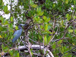 Heron? Egret? Lover's Key, Florida; Photography by Troy Thomas