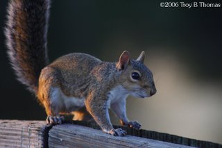 Squirrel; Lakes Park, Fort Myers, Florida; Photography by Troy Thomas