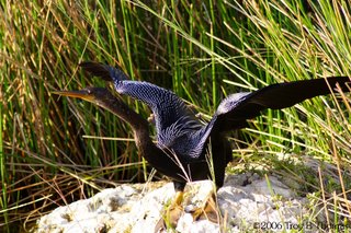 An anhinga preparing for take-off at Lakes Park in Fort Myers, Florida; Photography by Troy Thomas