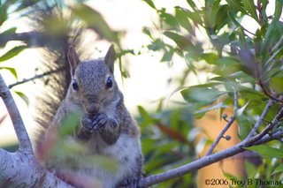 Squirrel; Lakes Park, Fort Myers, Florida; Photography by Troy Thomas