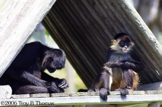Naples Zoo, Photography by Troy Thomas