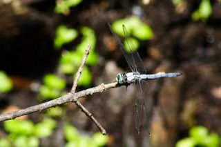 Dragonfly, Six Mile Cypress Slough Preserve, 8 June 2006