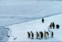 amazing penguins