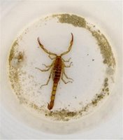 Scorpion Lives for 15 Mo. Inside Fossil