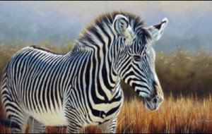 Drought, anthrax threaten rare zebra with extinction