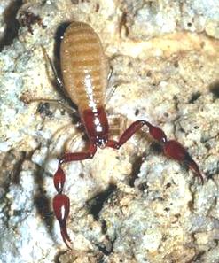 New Animal Species Found in Calif. Caves
