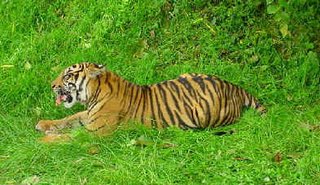 Rare Sumatran tiger killed at Florida zoo