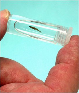 tiniest asian fish