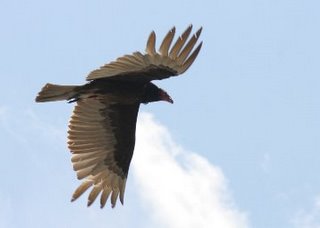 Nepal makes drug to halt vulture decline