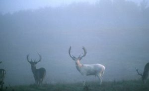 Rare white deer spotted in the Forest of Dean