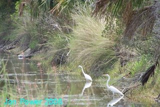 Florida Great Egret