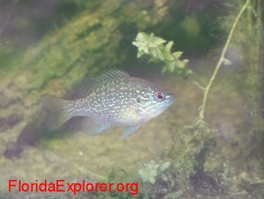 Female Dollar Sunfish Lepomis marginatus