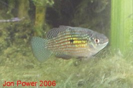 American-Flag Fish Jordanella floridae
