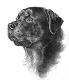 rottweiler portrait