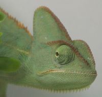 Kameleon