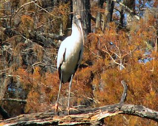 Wood Stork