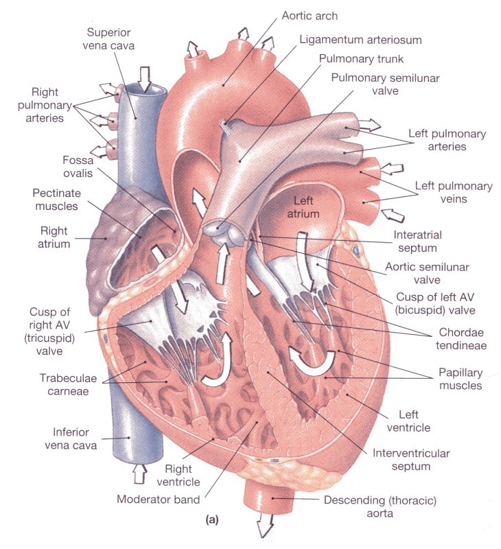  ic.ac.uk/Staff /khparker/homepage/BSc_lectures /2002/Heart_anatomy.