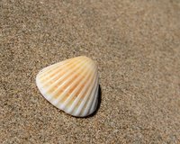lonely shell on beach