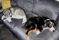 Dogs on couch